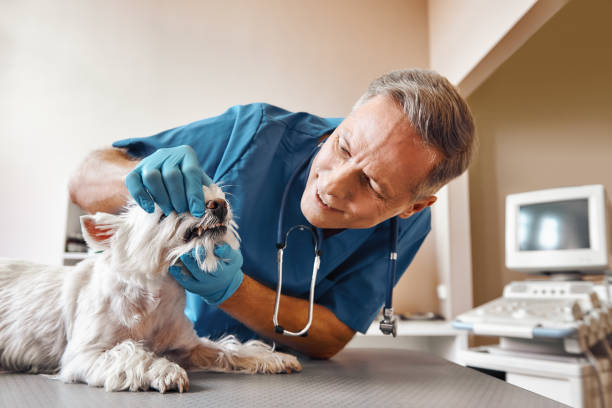 Best Same-Day Emergency Dental Services in Kent Estates, IA